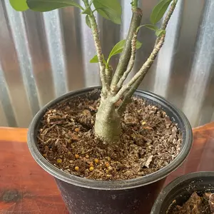 Cute House and Outside Plant - Desert Rose, 1 Year Old