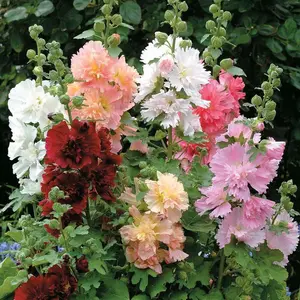 200pcs Mixed-Color Hollyhock Seeds – Vibrant, Easy-to-Grow Flowers for Gardens & Flower Beds