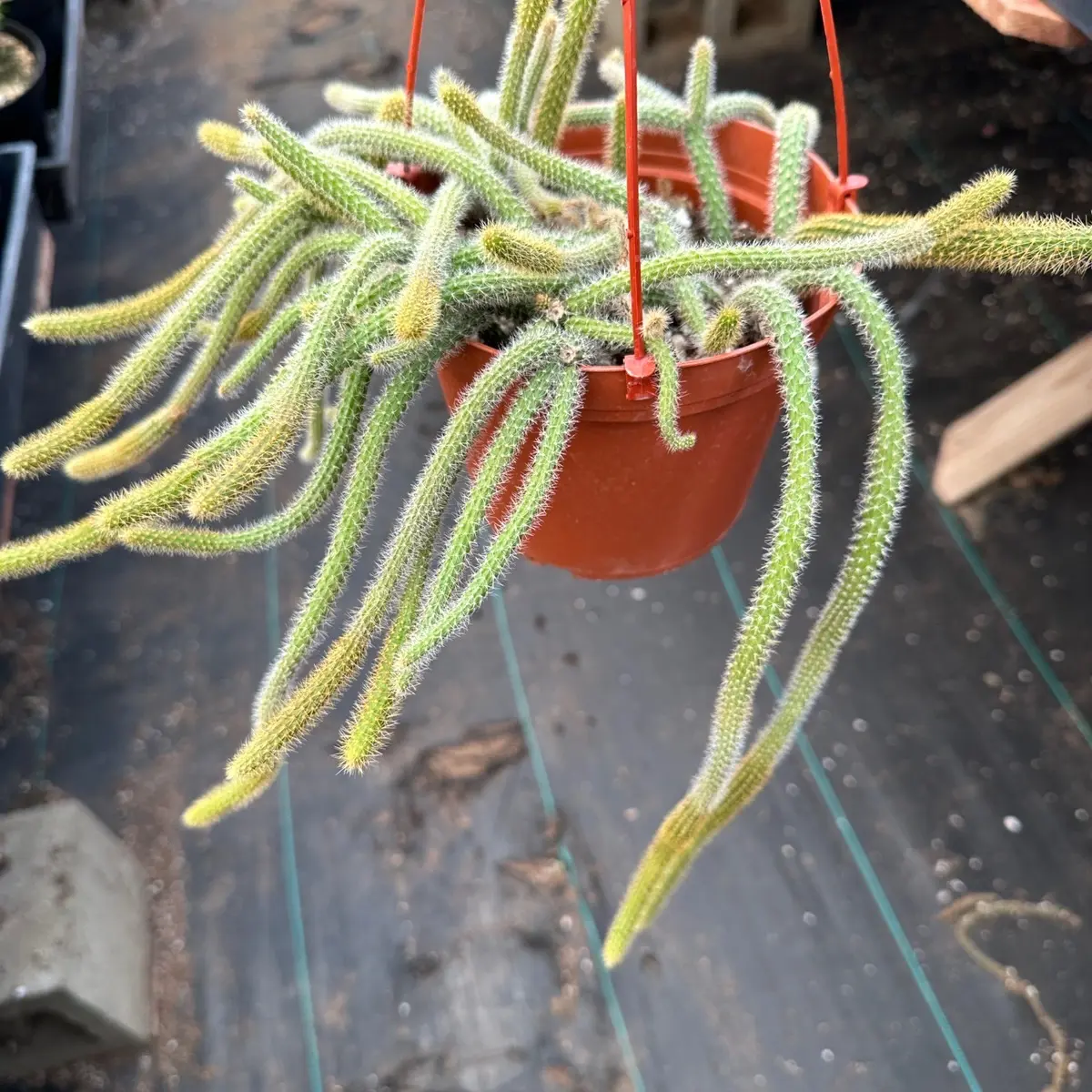 6 inch rats tail cactus