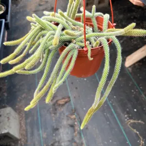 6 inch rats tail cactus