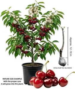 Cherry Tree Live Plant, Cherry Fruit Plant 3-4 Feet Tall in 3 Gallon, Sweet Fruit Tree, Cold Hardy for Outdoor Growing (Dark Red Cherry)