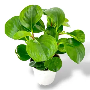 Peperomia Lemon Lime, 4 Inch Pot, Live House Plant