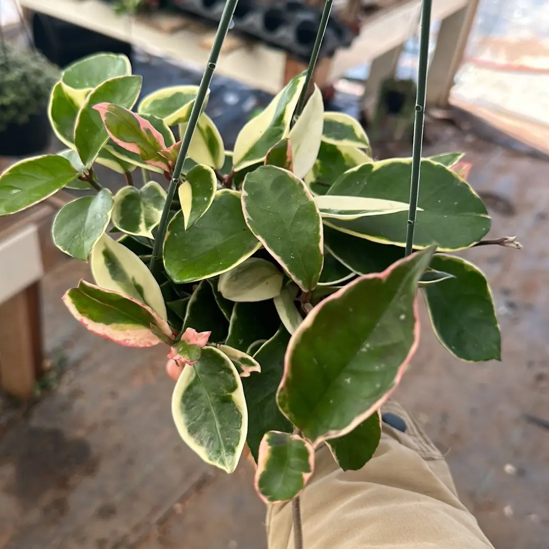 Hoya queen 6 inch pot