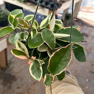 Hoya queen 6 inch pot