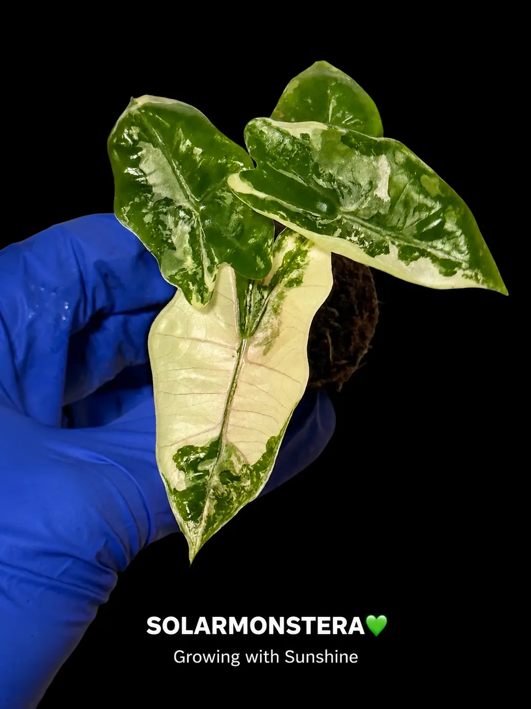 Alocasia Pseudo Sanderianan Pink Albo Rooted in Plug