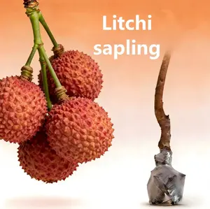 Heirloom  Non-GMO ‌Lychee sapling for Potted Plants Greenhouses & Outdoor Gardens Easy to Cultivate Fruit saplings Ideal for Gardening Enthusiasts