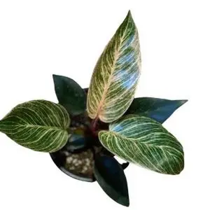 Rare Philodendron ‘Birkin Pink’ (4.5″ Pot)