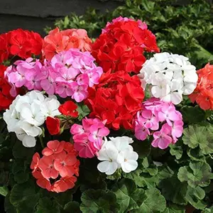 2 RANDOM Geranium Flower Plants - 4 to 7 Inches Tall, Well Rooted Perennial Flowers