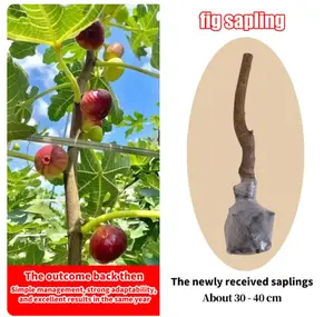 Living fig tree sapling Ficus carica Sugar Fig - Cold Hardy Zones 6-10 - Sweetest Fruit Variety - Pest Resistant Closed Eye - Fast Growing Container or Garden Patio Plant - Self Pollinating
