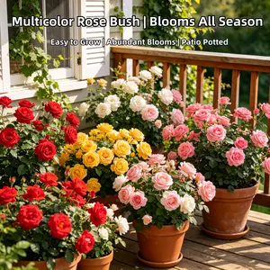 200+ Mixed Rare Rainbow Rose Seeds for Planting - Perennial Flower Garden Outdoor Balcony Decor - Easy Grow Home Plant Gift for Women
