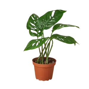 Monstera Adansonii 'Swiss Cheese' Monstera Adansonii 'Swiss Cheese'
