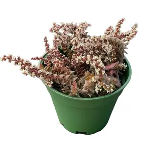 Live Succulent Plants, Bloomed Succulents Shark's Tooth Fully Rooted in 4in Planter, Easy to Care Garden House Decoration
