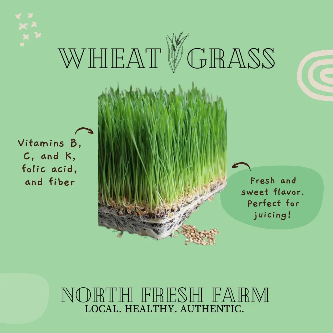 Wheat Grass Microgreens Seeds