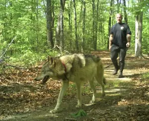 Lupine Grove Chew-Proof Leash 6' with locking carabiner. These are the strongest leashes for sale anywhere at any price. They have an inner braided SS cable (3200# tensile) wrapped in a firehose-like material with a climbing rated carabiner. No rust ever.