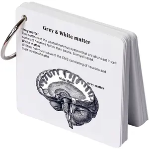 "Brain Anatomy Flashcards — Labeled Diagrams for Medical & Nursing Students"