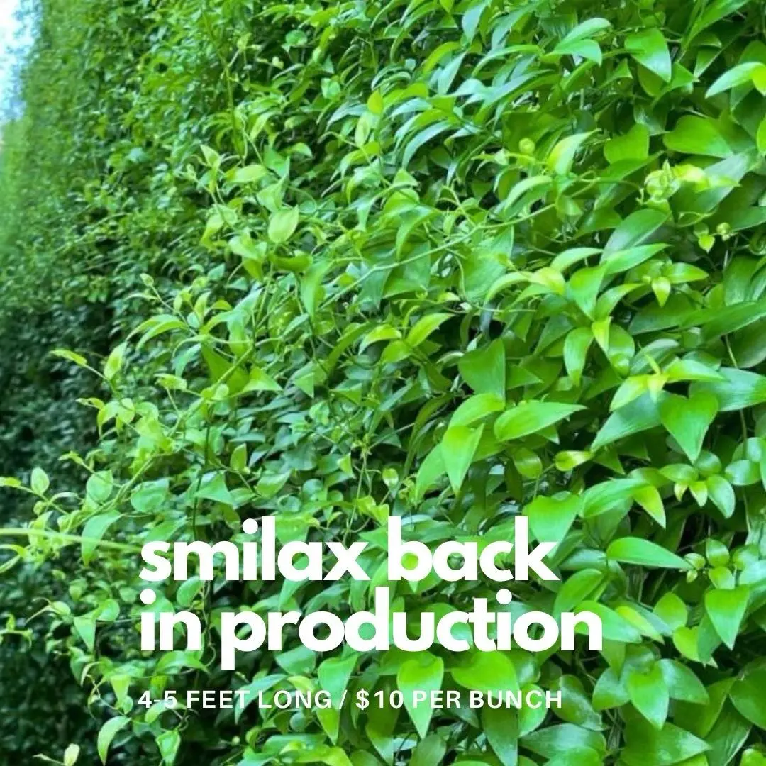 Smilax 10 Bunches - 4 Feet Long, Green Leaves, $10 per Bunch
