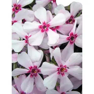 Green River 50 Apple Blossom Phlox Seeds - Pastel Perennial Delight, Non-GMO Heirloom Quality, Cottage Garden Essential, Flower Seed Pack, Attracts Pollinators, Perfect For Shaded Borders