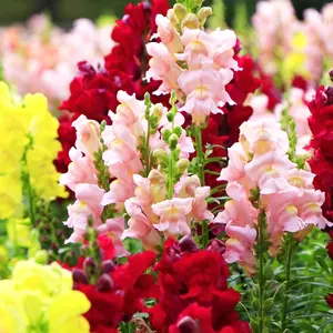 1000 + Pcs  Seeds Snapdragon Flower Seed Mix for Planting