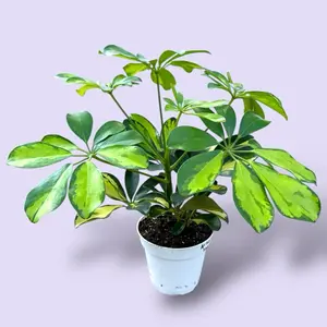 Variegated Umbrella Tree 4” - Sunshade Colorful Plant