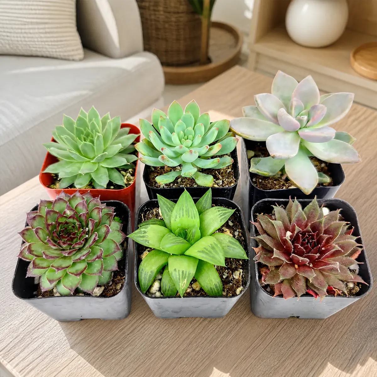 Rosette Succulent Pack