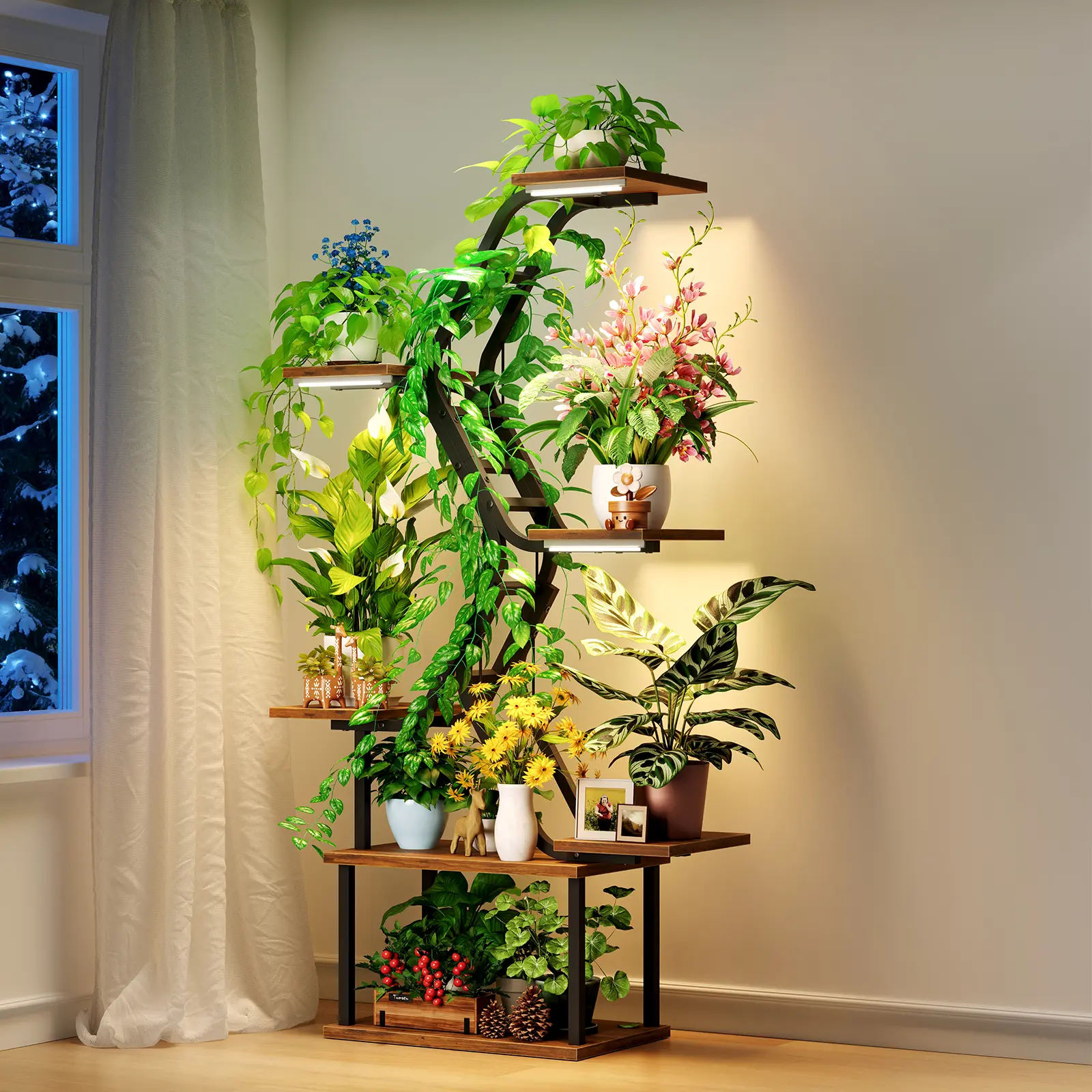 where to purchase a money tree 4in Pachira Aquatica 'Money Tree Braided