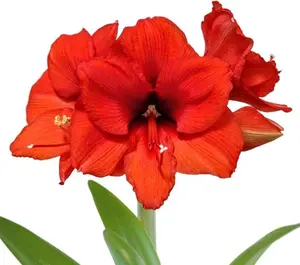 Amaryllis 'Desire' Plant Bulb (1 Pack) - Orange Flowering Blooms for Indoors & Outdoor Gardens