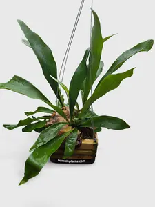 Platycerium Bifurcatum Staghorn Fern