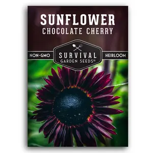 Chocolate Cherry Sunflower Seeds - Deep Burgundy Sunflower