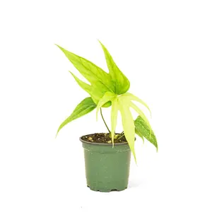 Anthurium 'Fingers', Small