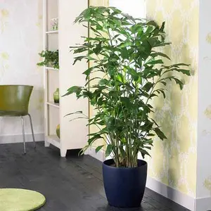 LIVE PLANT 1-2ft Caryota mitis Fishtail palm