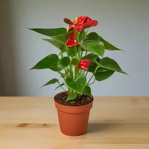 Anthurium 'Red'
