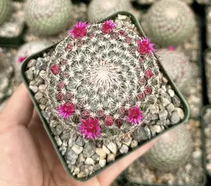 Rainbow Pincushion, Mammillaria Rhodantha, Spherical Cactus in 3" pot