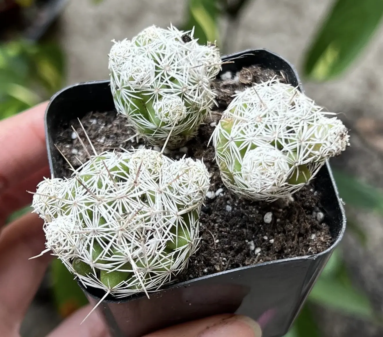 Thimble Cactus, Mammillaria Gracilis Fragilis, Small Cactus Cluster, Indoor Plant, Rare Cactus in 2'' pot