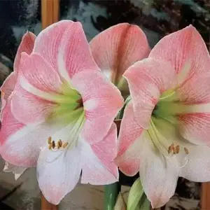 Amaryllis Cherry Blossom  (BULBS) DOUBLE  FLOWERS,GREAT GIFT