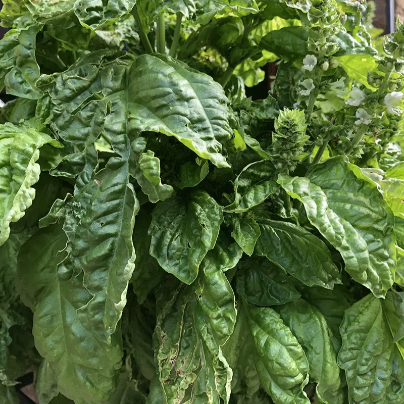 Organic Valentino Basil Seeds (Ocimum basilicum) – 60+ Seeds, Aromatic Heirloom for Fresh Culinary Use