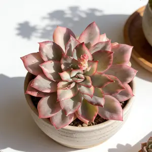Echeveria ‘Moon Goddess’ Variegata Live Succulent｜Rare Variegated Succulent｜Dreamy Color｜Bare Root｜Easy Care｜Home Decor