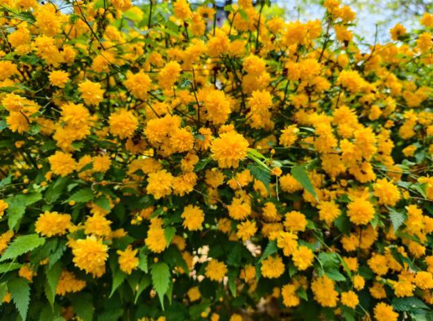 Double Begonia Seeds Non-GMO – Easy-to-Grow Double-Flowered Begonia, Full Layered Blooms, Vibrant Colors, Balcony & Garden Ornamental Plant, Beginner-Friendly