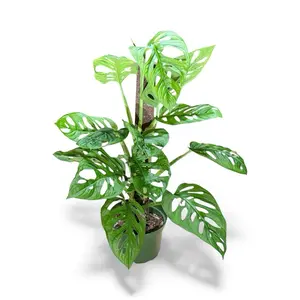 Monstera Adansonii on Pole, 6inch Pot, Low maintenance, Beginner Friendly