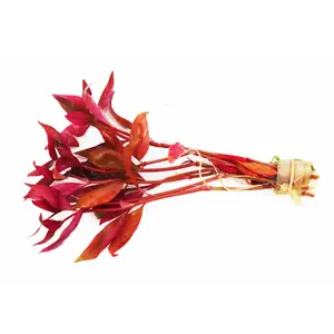 Alternanthera Reineckii "Regular"