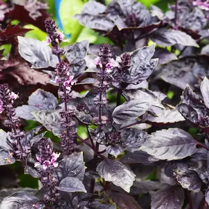 Purple Dark Opal Basil (Ocimum basilicum 'Dark Opal') Organic Seeds – Deep Purple Leaves, Culinary and Ornamental Herb for Decorative Dishes