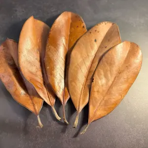 Reptile SoilMates Magnolia Leaf Litter for Reptile Use - 100% organic