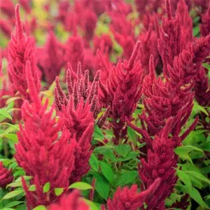 TomorrowSeeds - Red Garnet Amaranth Seeds -  Ornamental Plant Leaf Vegetable Herb Flower Pink Crimson Maroon Purple Seed For 2024 Season Free Shipping