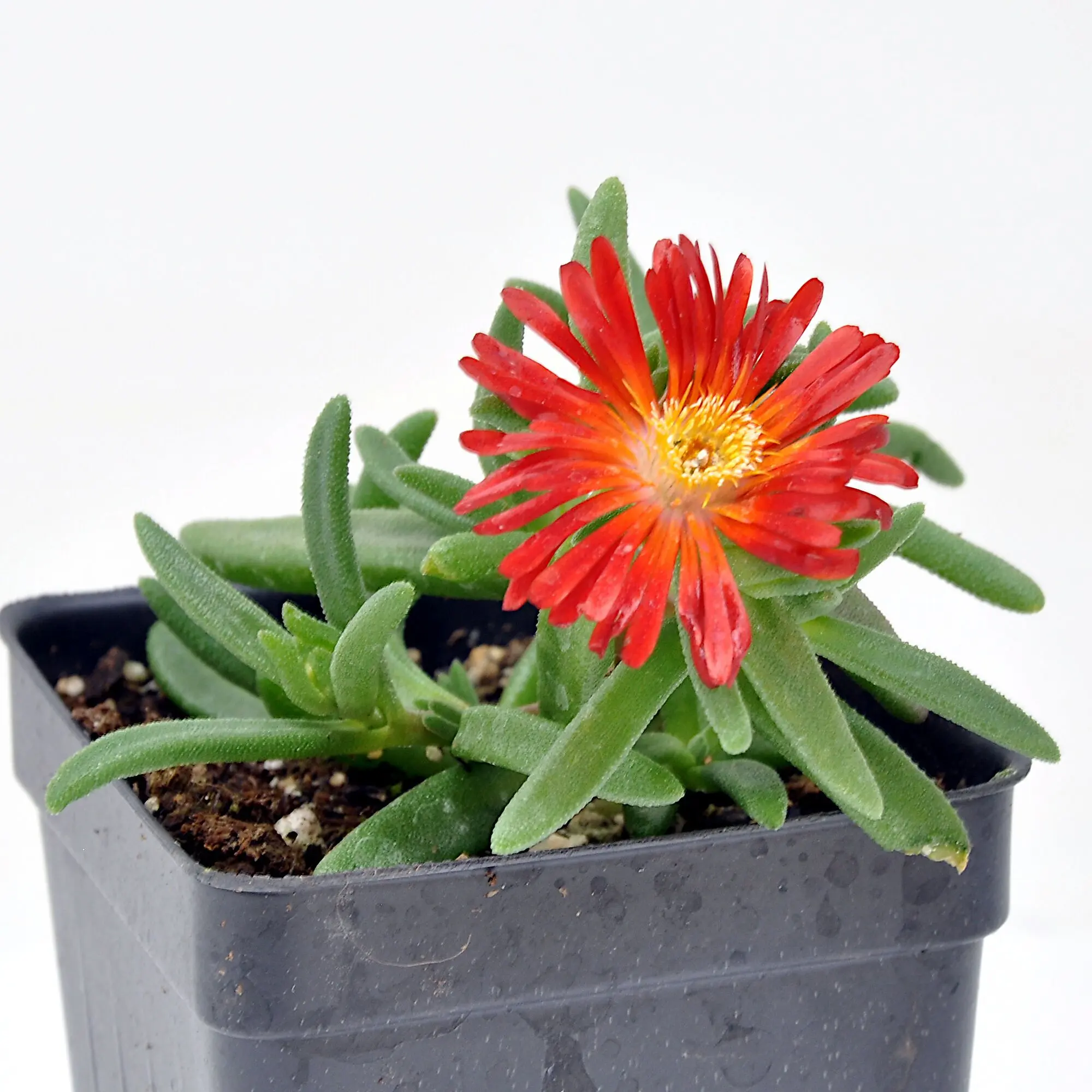 Delospermum, Next Level Red, Ice Plant