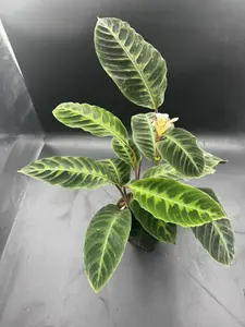 Calathea Warscewizzi