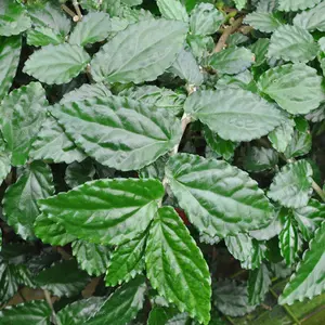Pellionia New Emerald Green Plant Plug (Pellionia repens) – Low-growing tropical plant with deep green, textured foliage. Ideal for terrariums and indoor gardens.