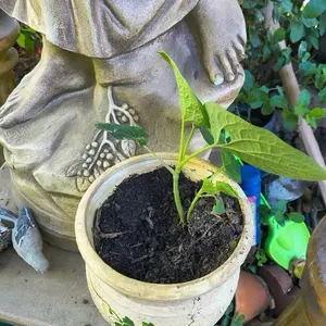 Hoja santa 4-12” 1ct mexican pepperleaf sacred leaf rootbeer plant Semi-Automatic