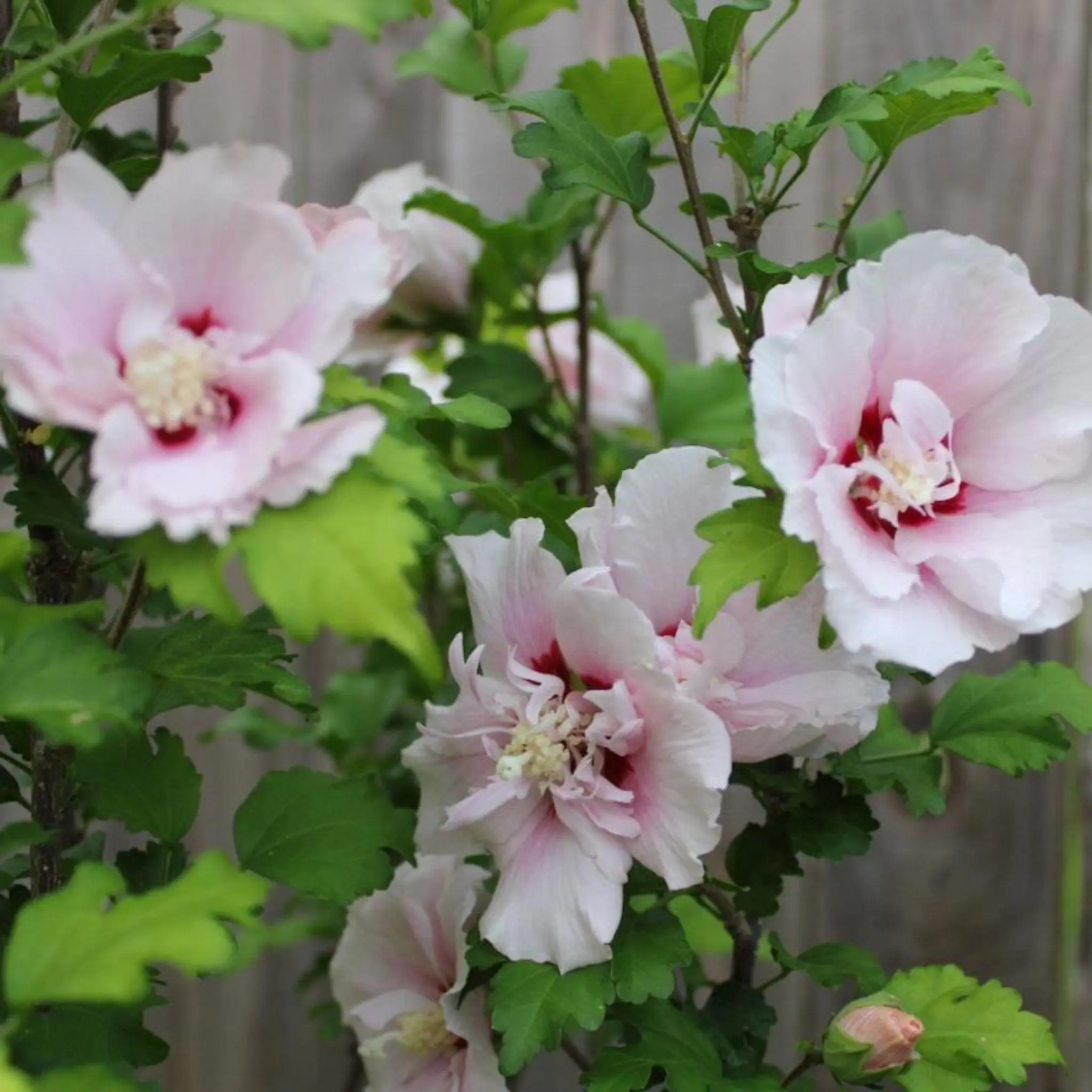 Growers' Selection Double Pink Rose of Sharon Tree - Single Trunk, Upright Shape, Outdoor Garden Plant for Full Bloom