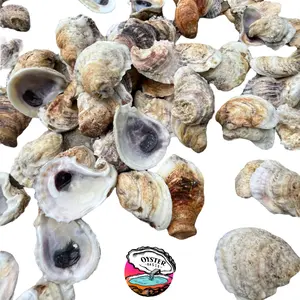Oyster Oasis | Oyster Shells 2"-3" | 25 Shells for Crafting