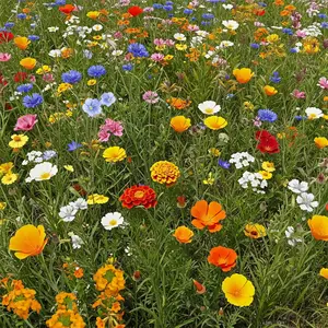 Dwarf Rainbow Colors Mix Bulk Wildflower Seeds, 1lb