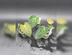 Anthurium Fort Sherman x Variegated Carla Blackiae